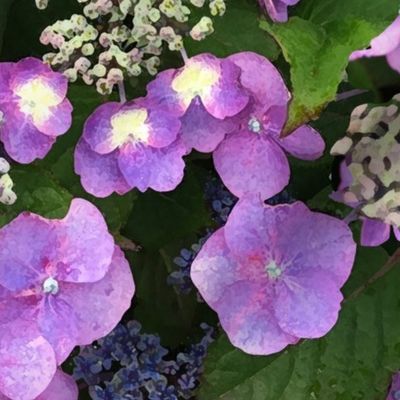 Hydrangea Painted Pinks and Purple