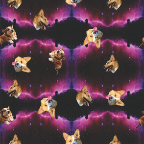 space corgi