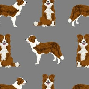 border collie red coat dog breed fabric grey