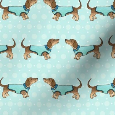 Dachshunds in coats on blue