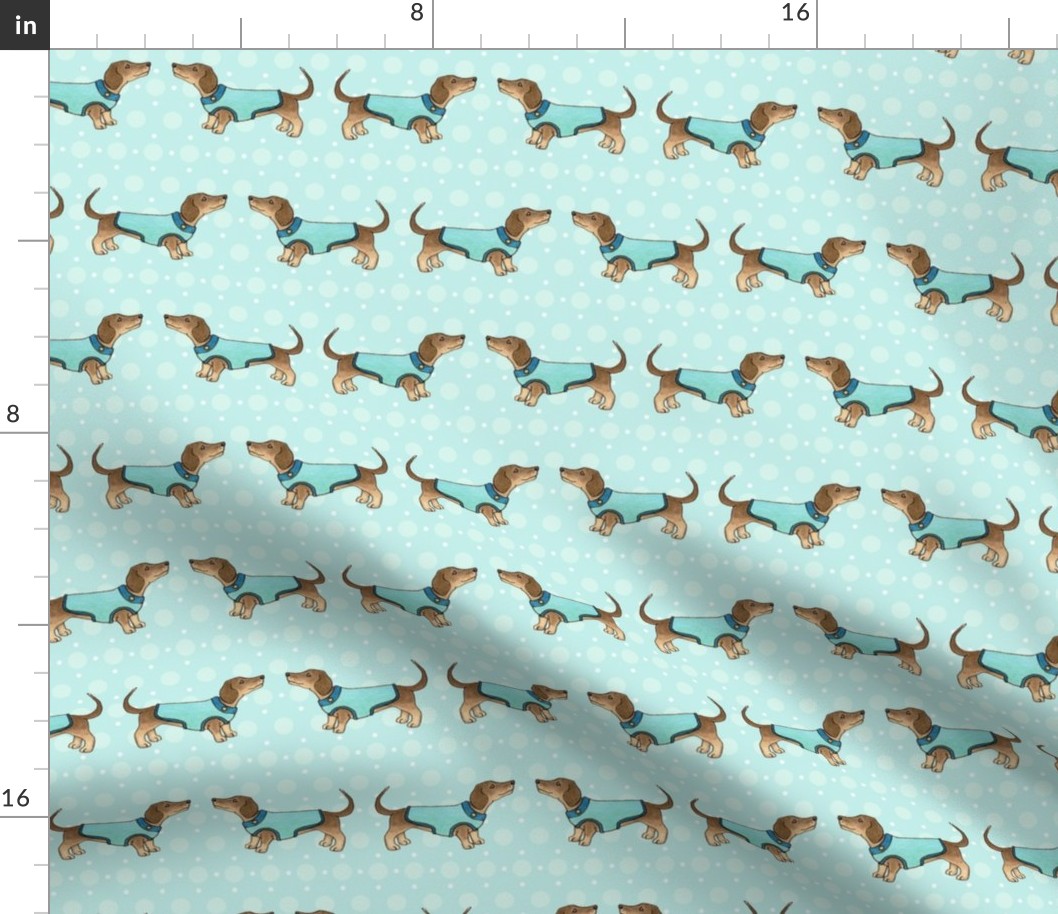 Dachshunds in coats on blue