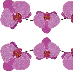 orchidee4