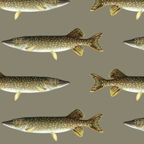 northern pike on pewter grey