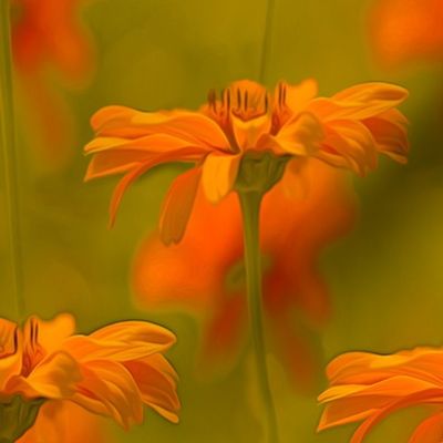 Rubeckia Flata Daisy repeat