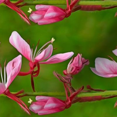 Barbed Pink Strain Clematis