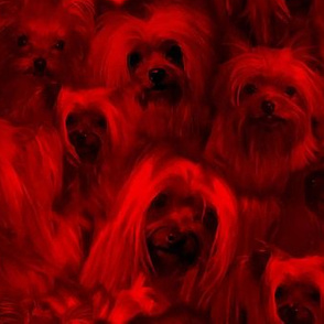 Yorkshire Terrier - Red