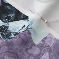 boston terrier dog head on mauve marble