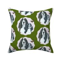 springer spaniel dogss on green