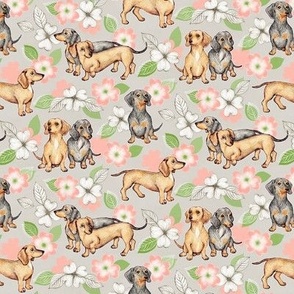 Dachshunds and dogwood blossoms - peach, small