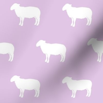 sheep on purple