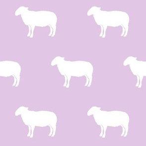 sheep on purple