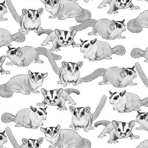 Sugar Gliders in Black and White