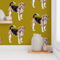 Beagle