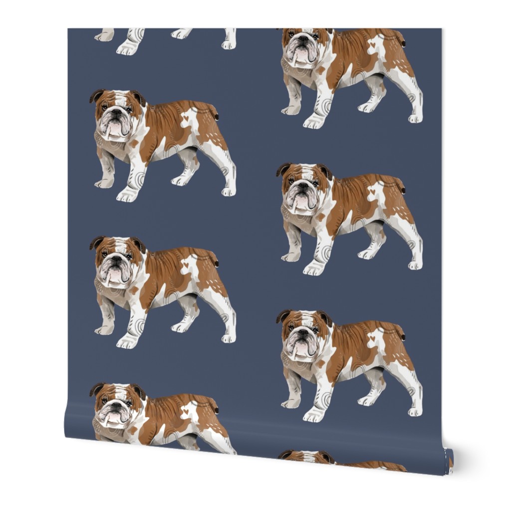 English Bulldog - Larger Size