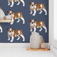 English Bulldog - Larger Size