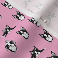 Boston Terriers Pink