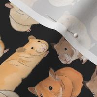 Hamsters in Color on Slate