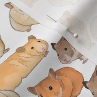 Hamsters in Color on White