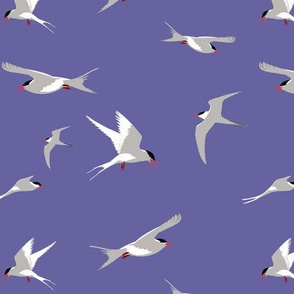 Arctic Terns