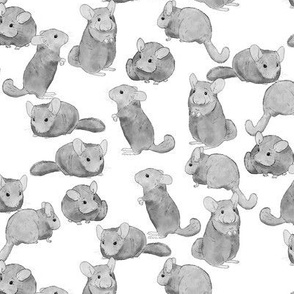 Chinchillas in Black and White