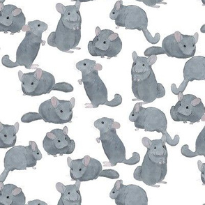 Chinchillas in Color on White