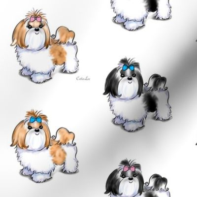 Shih Tzu white M