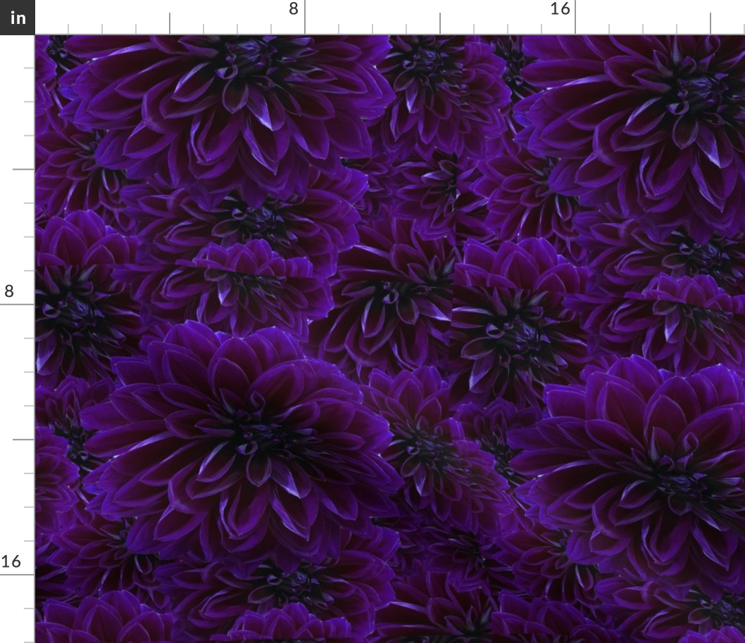 Violet Mums