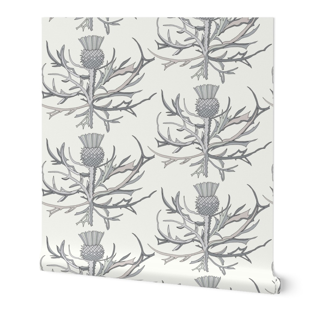 Scottish Garden Thistle, Cream  Grey