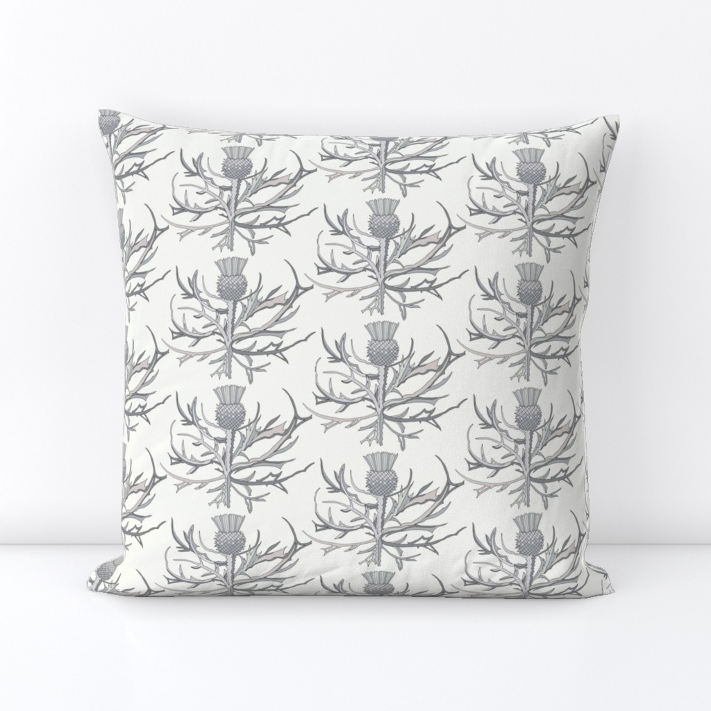 Scottish Garden Thistle, Cream  Grey