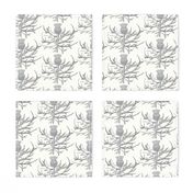 Scottish Garden Thistle, Cream  Grey