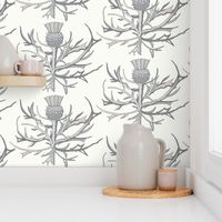 Scottish Garden Thistle, Cream  Grey