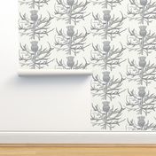 Scottish Garden Thistle, Cream  Grey