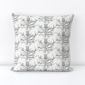 Scottish Garden Thistle, Cream  Grey