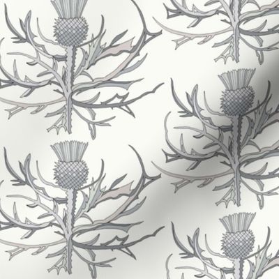 Scottish Garden Thistle, Cream  Grey