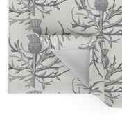 Scottish Garden Thistle, Cream  Grey