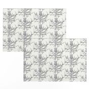 Scottish Garden Thistle, Cream  Grey