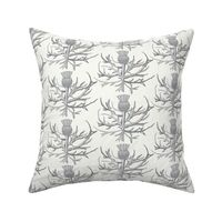 Scottish Garden Thistle, Cream  Grey