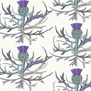 Scottish Garden Thistle, Cream