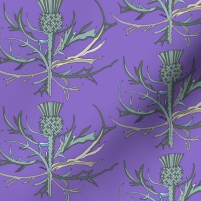 Scottish Garden Thistle, Purple