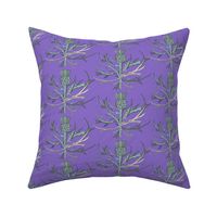 Scottish Garden Thistle, Purple