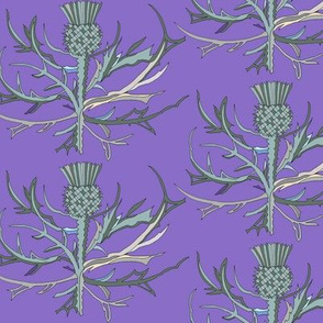 Scottish Garden Thistle, Purple