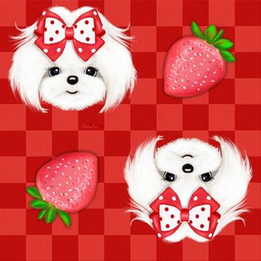 Maltese red Strawberry M