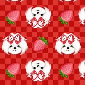 Maltese red Strawberry S