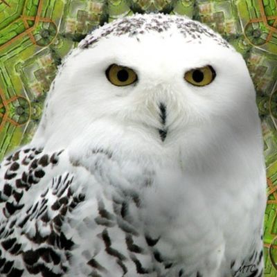  Snowy Owl of Ireland