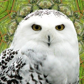  Snowy Owl of Ireland