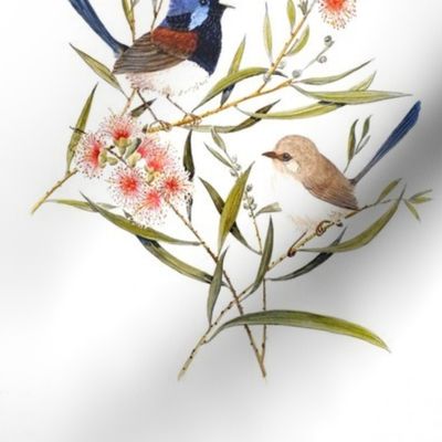 Blue Wren&eucalyptus large