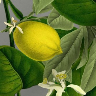 Lemon Botanical ~ Earl Grey ~ Faux Canvas 