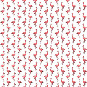 Pink Flamingos on White