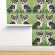 Chihuahua fabric