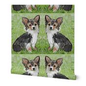 Chihuahua fabric